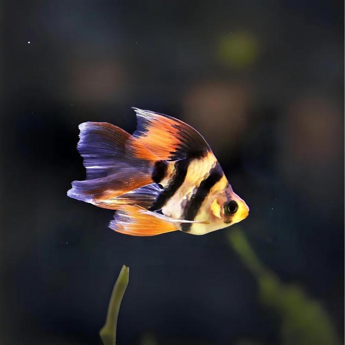 Terlariss Sumatra Tiger Balon Slayer / Tiger Barb Balloon Slayer / Ikan Hias Air Tawar / Ikan Hias