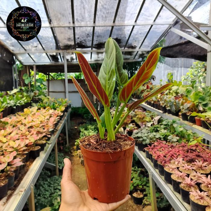 Philodendron Subhastatum
