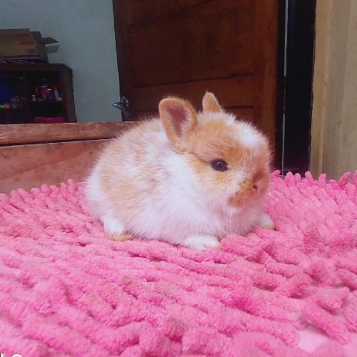 kelinci mini ND Coklat putih junior