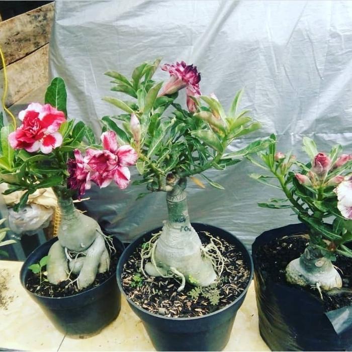 Tanaman Kamboja Tumpuk / Kamboja Jepang Bunga Tumpuk #Promo