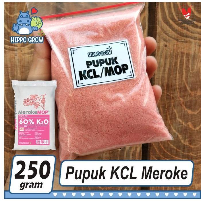 "New" Pupuk KCL MOP Original Meroke Nutrisi Kalium Potasium Klorida utk Pembuahan Tanaman Buah