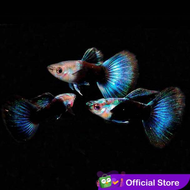 Terlariss Guppy HB Blue / Half Black Blue / Ikan Hias Air Tawar Aquascape