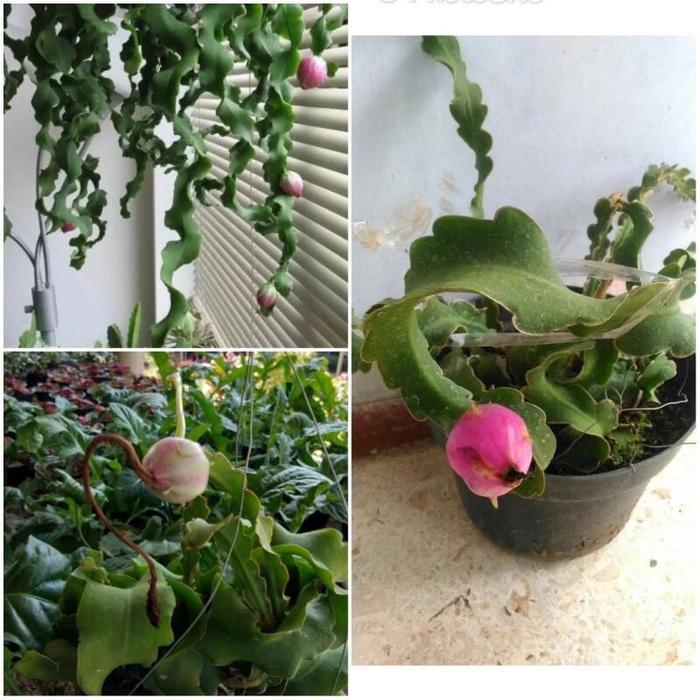 ASLI Bibit Taan Buah Naga Mini Wijaya Kusuma - Naga Merah Mini - Cepat Berbuah - Tabulampot Unggul