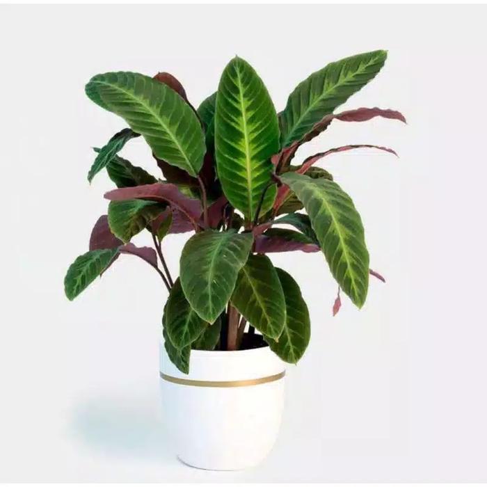 Terlaris Tanaman Hias Calathea Jungle Velvet -Gratisongkir