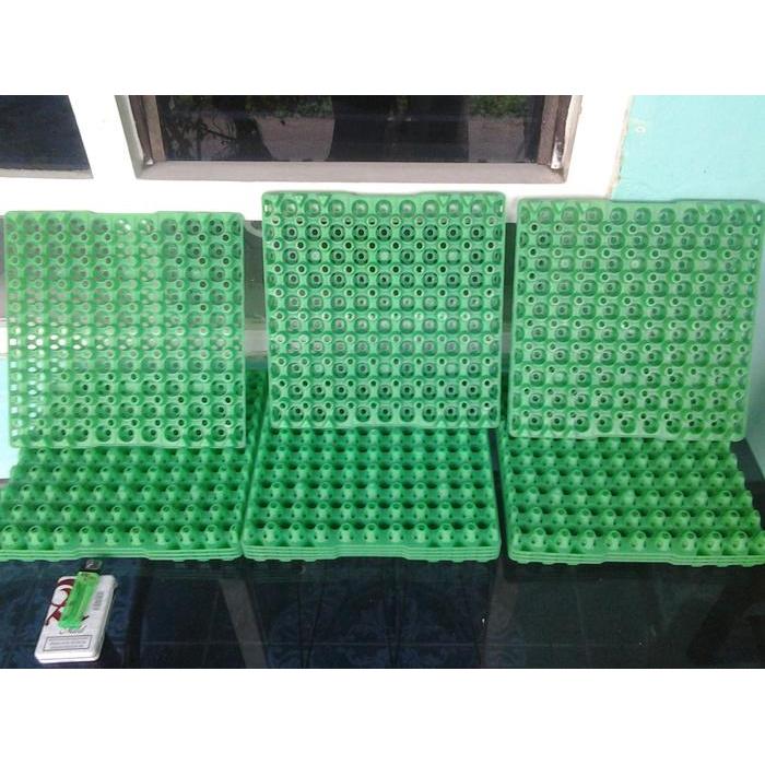 egg tray/rak telur puyuh