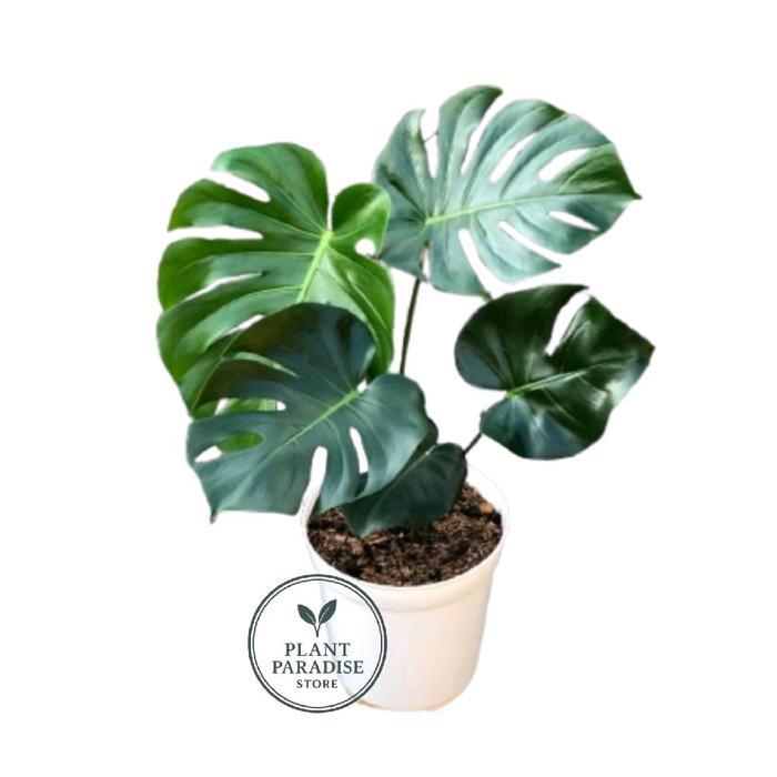 Tanaman hias Monstera deliciosa - tanaman monstera deliciosa king - Daun monstera