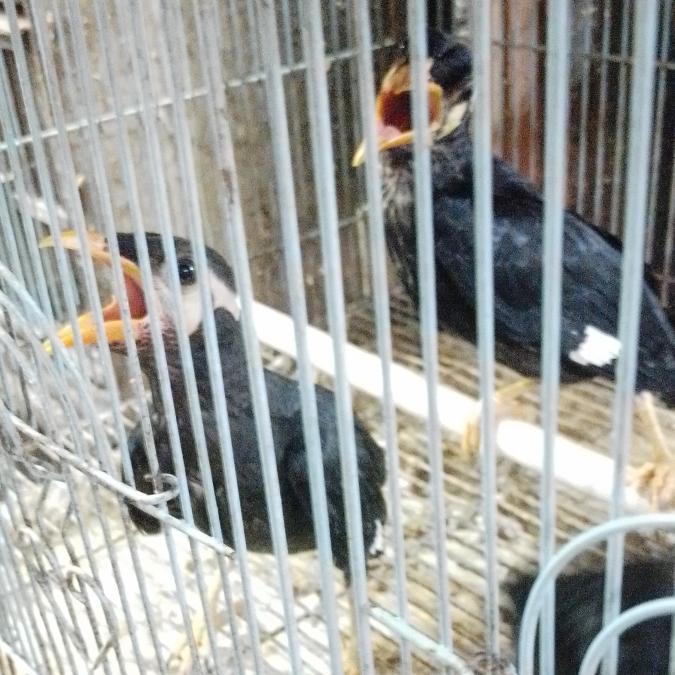 Terlaris Burung Anakan Mandiri Beo Mtw Pilihan