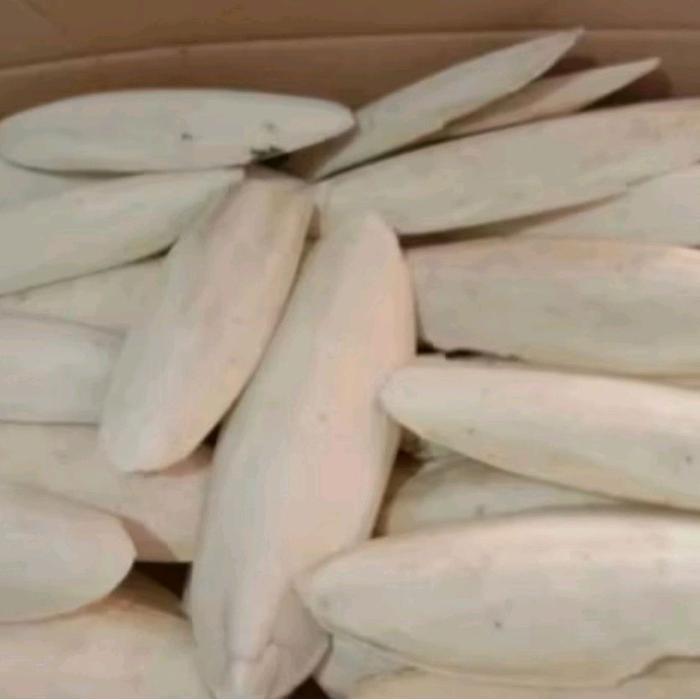 TULANG SOTONG PAKAN BURUNG 15-20CM