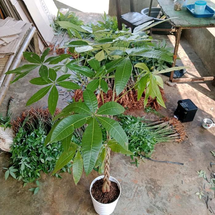 PROMOO Pachira kepang size besar - pachira - pohon uang - pachira money tree Murah