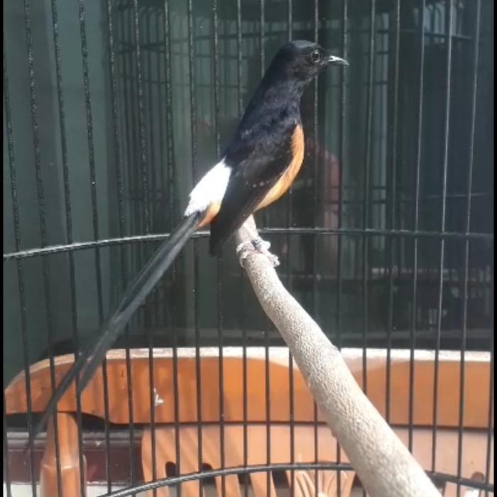 New Murai Batu Pastol Atau Gacoran / Buat Gantangan
