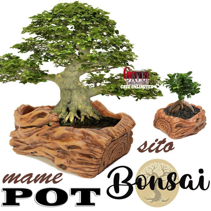 Pot Relief Bonsai Tanaman Hias Mame Sito Pohon Kimeng Sancang Kemuning