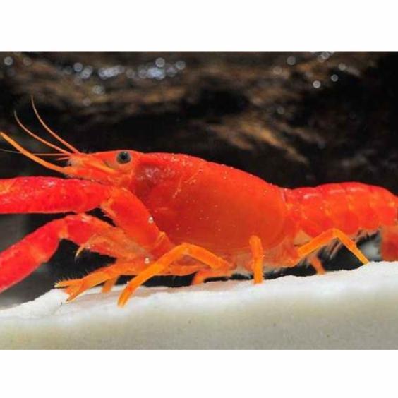 Ready Lobster Aquascape Warna Orange , Jumbo