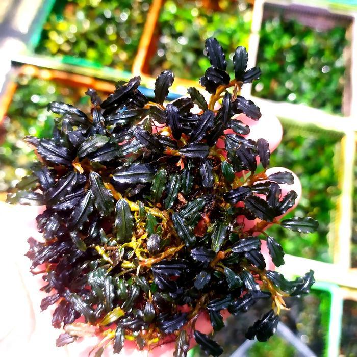 Ready Bucephalandra Mini Micro Hulu Gurung Per Clump