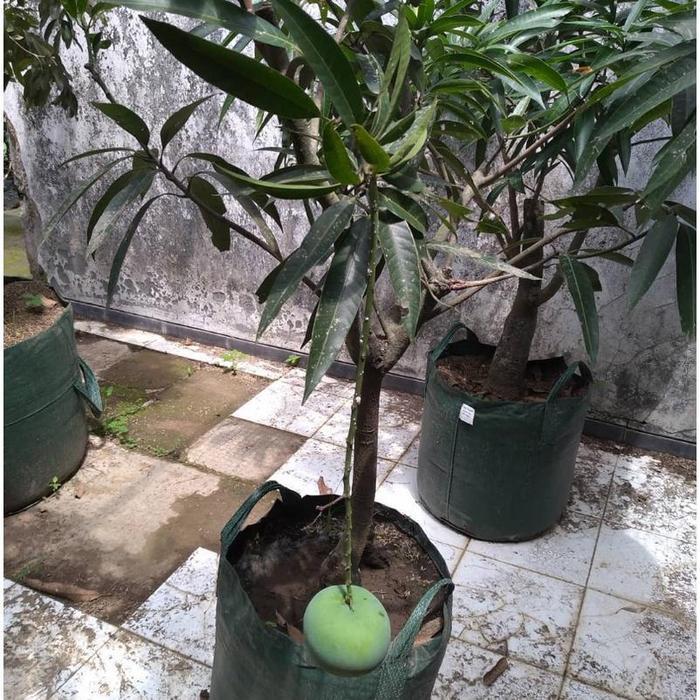 OBRAL Bibit / Pohon Mangga Kelapa Super Unggul Cepat Berbuah