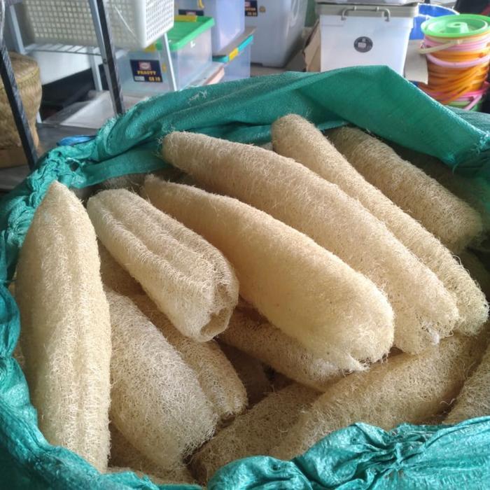 Sabut Oyong / Sabut Cuci Piring / Sikat Oyong / Gambas ukuran Besar (Panjang +-30cm