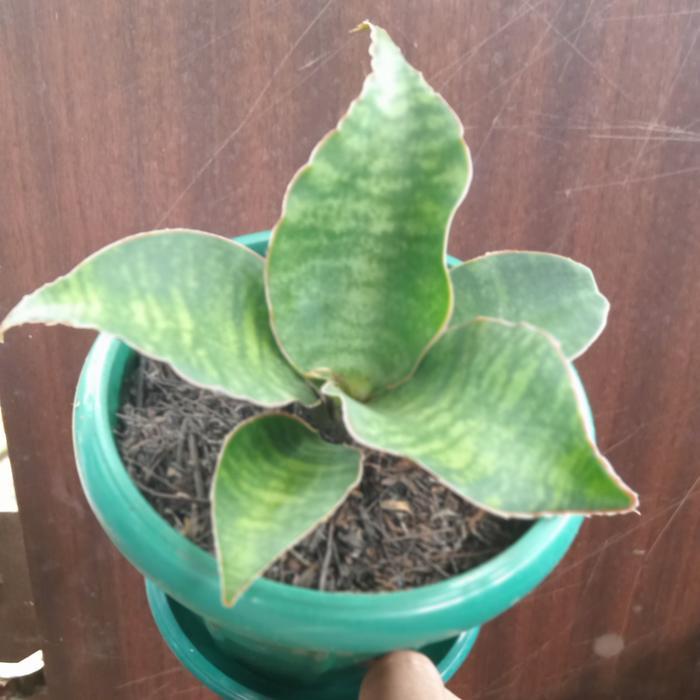 TERPERCAYA sansevieria dragon compacta varigata tanaman pot meja