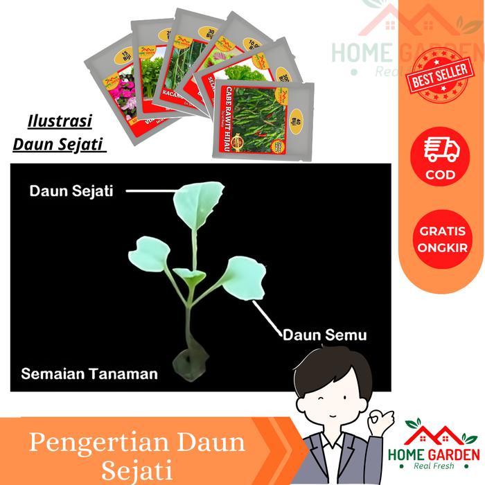 NEW Benih Kangkung Darat Kangkung Bangkok Kangkung Cabut 200 Butir