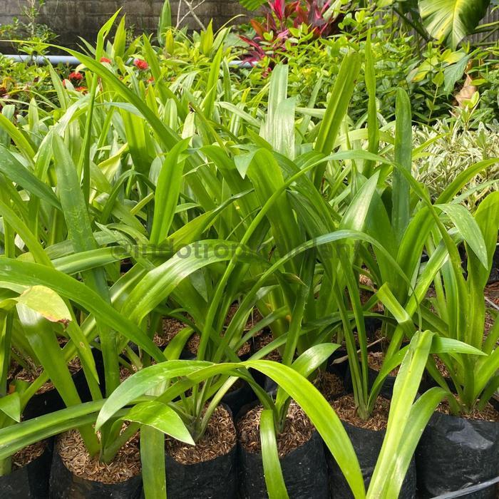 [Khusus Instan] Tanaman Hias Lili Gepeng/ Hymenocallis Littoralis / Hiasan Taman Ready