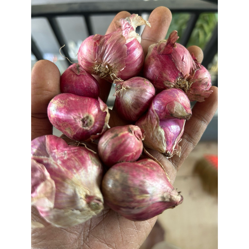 bawang merah super Cross atau jumbo/ bawang merah kering super jumbo