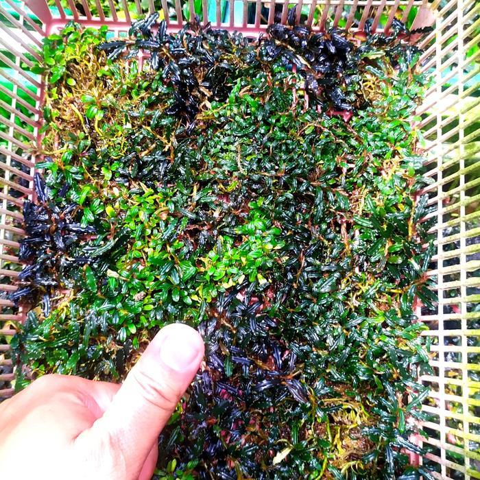 Ready Bucephalandra Mini Micro Hulu Gurung Per Keranjang