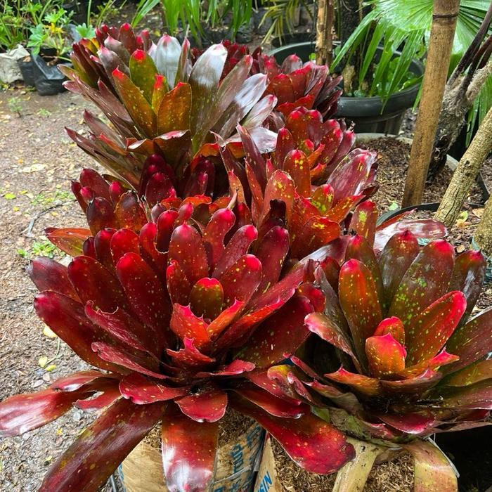 Bromelia Neoregelia Merah Jumbo - Tanaman Hias Bromelia Neoregelia // Bromelia Merah #Gratisongkir