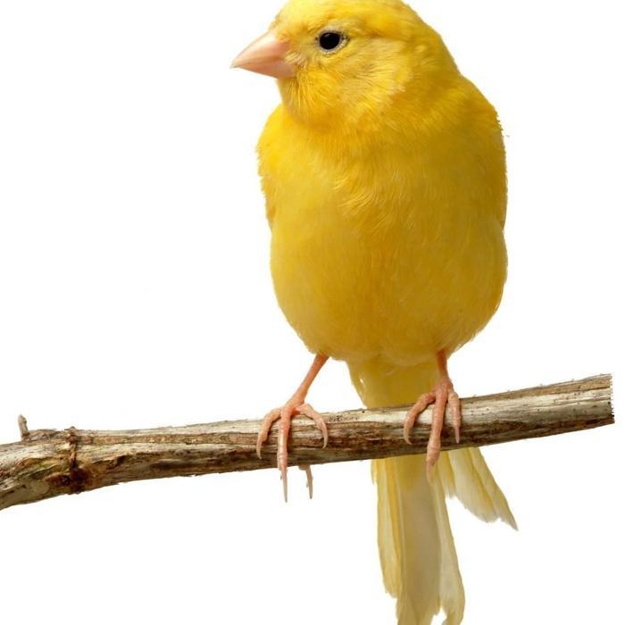 Burung Kenari Loper Cerah Pilihan #Gratisongkir
