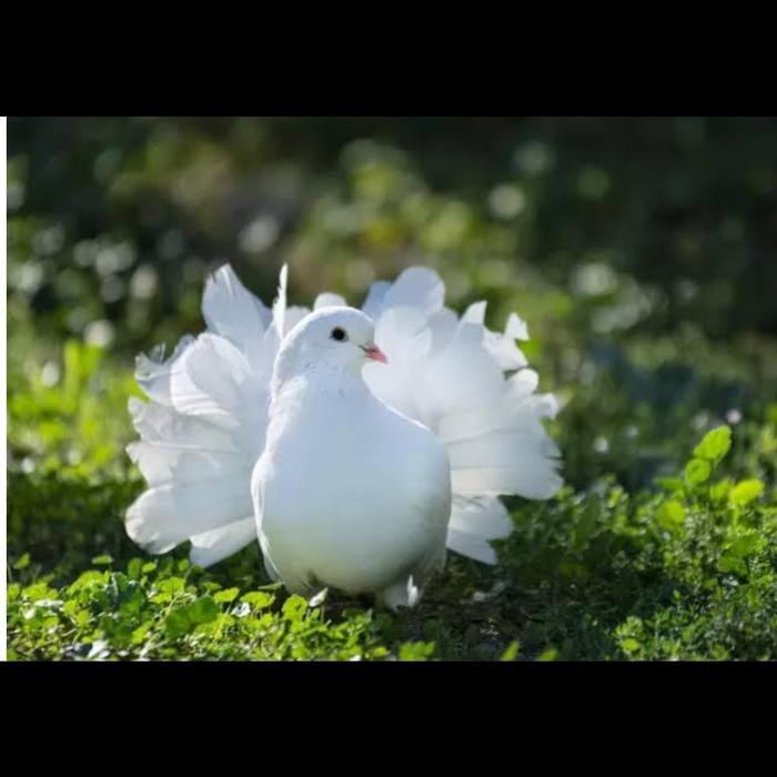 Burung Merpati Kipas Satu Ekor #Gratisongkir