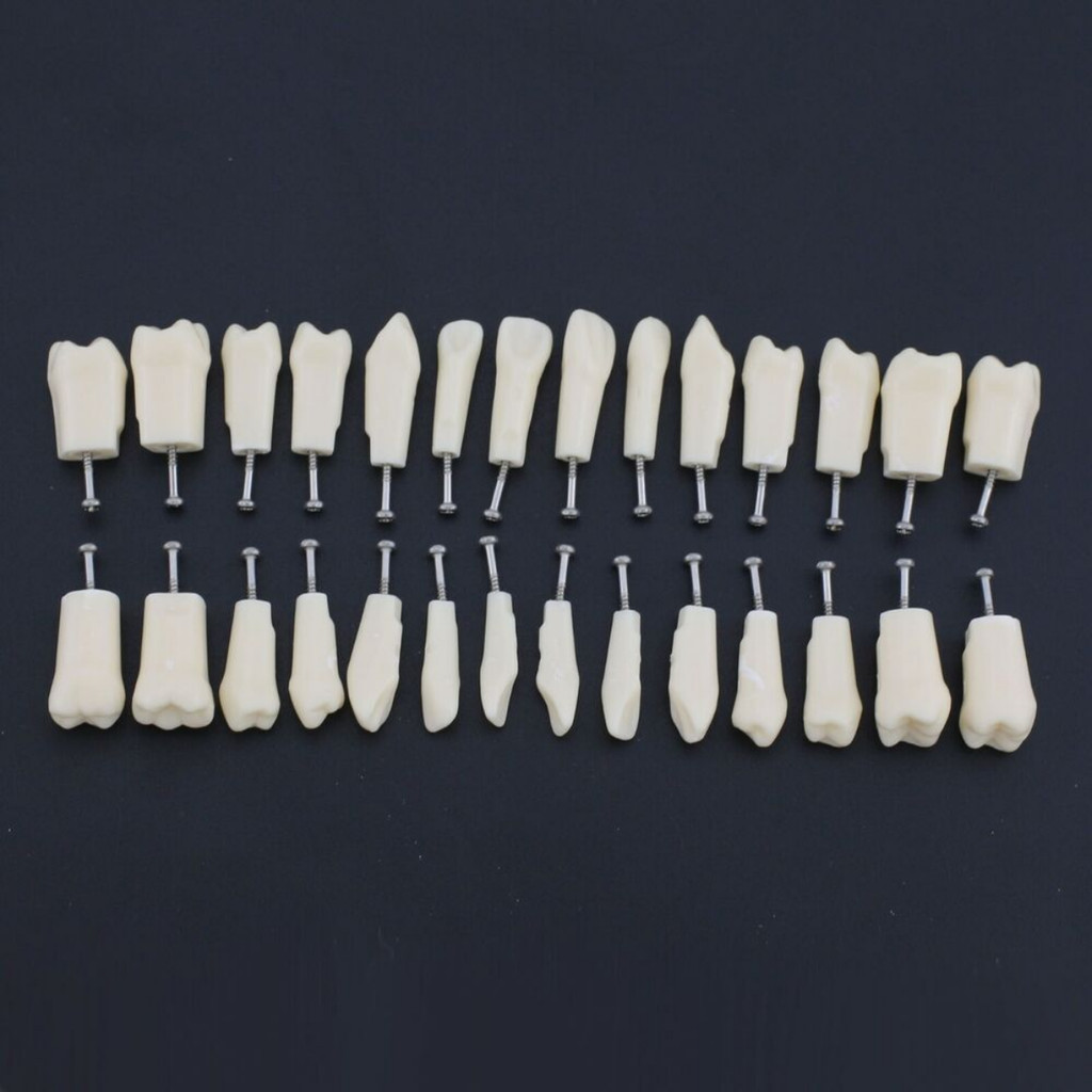 Kilgore Nissin 200 Fit Dental Replacement Teeth 28PCS Typodont Model