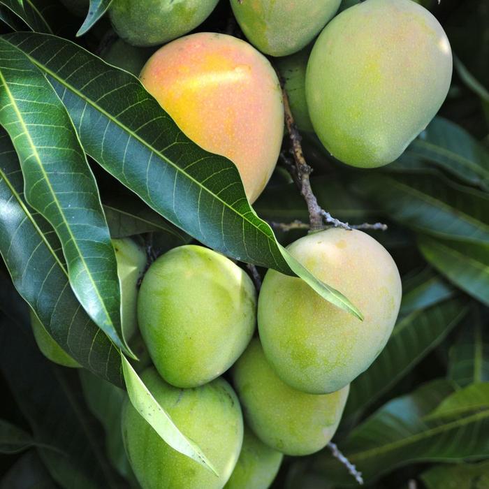 BIGSALE POC BOOSTER MANGGA 500 ML - PUPUK ORGANIK CAIR DAN ZPT KHUSUS TANAMAN BUAH MANGGA -