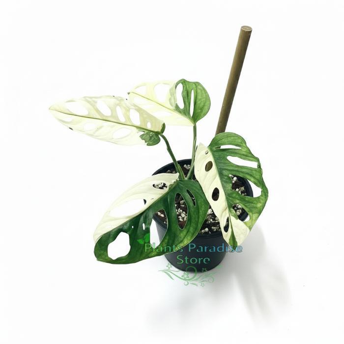 Monstera adansonii variegata jepang - Tanaman Hias Janda Bolong Daun Variegata Kualitas Terbaik