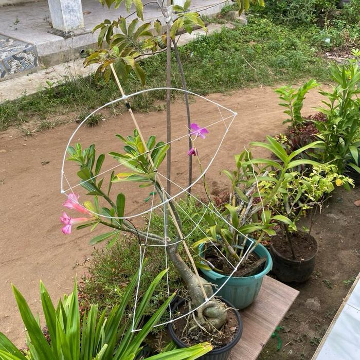 kerangka layangan janggan/kuir full fiber awet batang tengah bambu