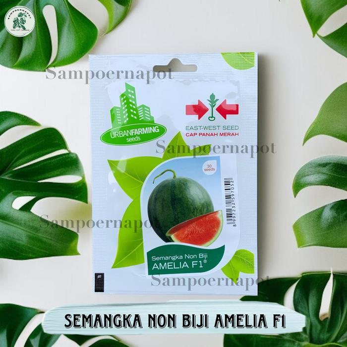 Benih Bibit Semangka Merah Non Biji Amelia F1 Cap Panah Merah - SEMANGKA AMELIA F1 EAST WEST SEED