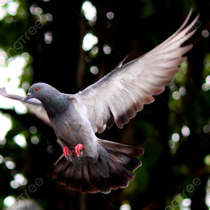 Versele Laga Ideal Pills - Jamu Merpati Pigeon #Gratisongkir