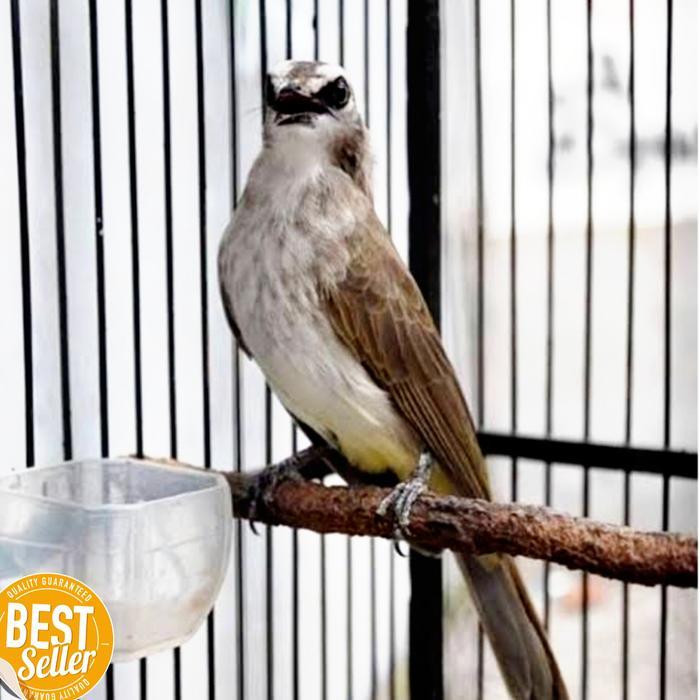 Burung Trucuk Trucukan Jatim Body Big #Gratisongkir