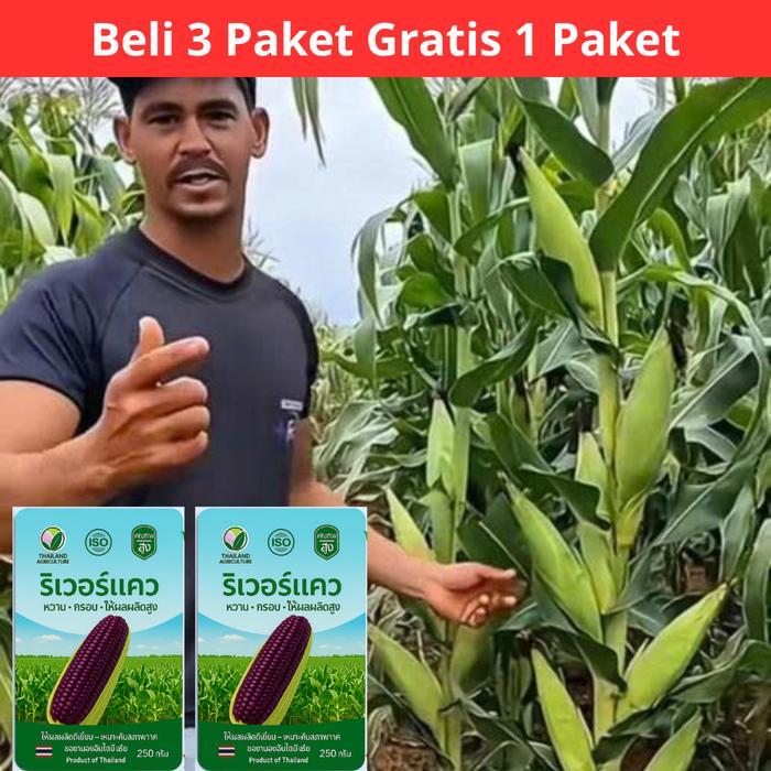 Jagung Ungu (Beli 3 Gratis 1) Benih Jagung Manis Ungu Thailand / Lezat, Renyah, Juicy / Hasil