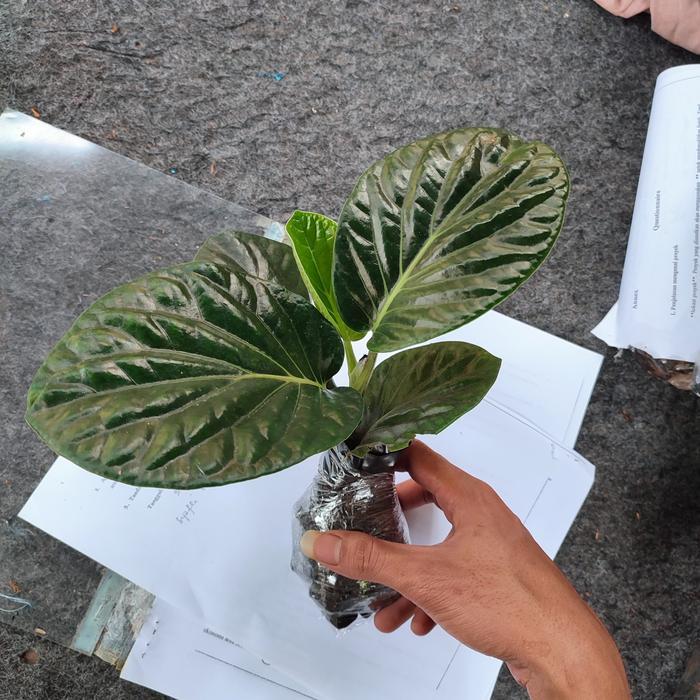 Pohon Sirih Papua/Tanaman Sirih Hitam