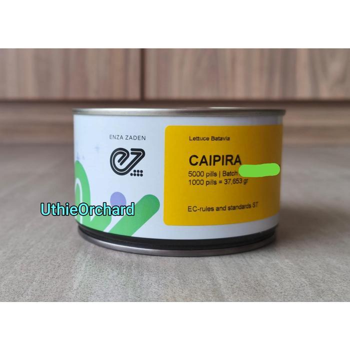 Benih Enza Zaden - Selada Batavia Caipira Kemasan 5000 pills