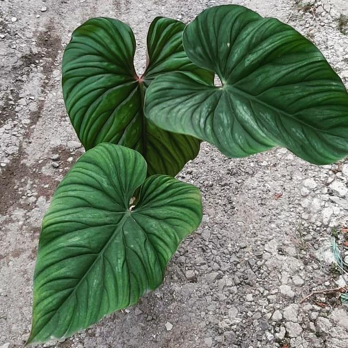 *Promo* Philodendron Plowmanii Black Face Tanaman