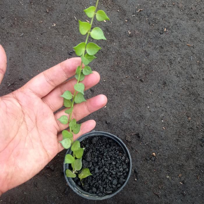 Dischidia Ruscifolia Million Hearts Plant Kaktus Sukulen Tanaman Hias