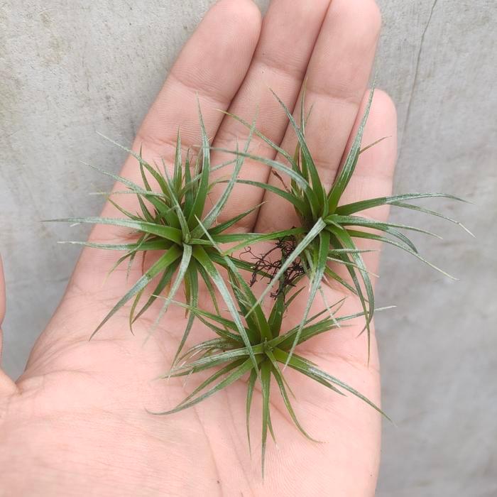 Diskon 1 paket isi 3 anakan Tillandsia Utriculata