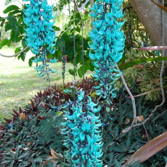 New Tanaman Flame Of Irian Hijau Tosca Panjang 2 Meter