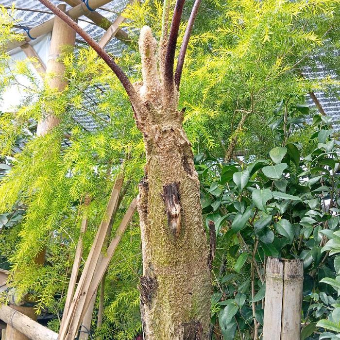 TANAMAN POHON PAKIS MONYET 1 METER