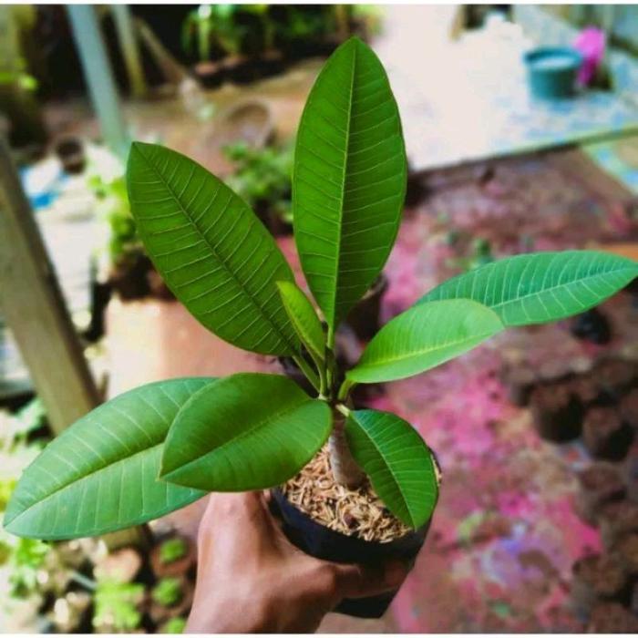 Chantelna_ Tanaman Hias Plumeria Kamboja Bali Merah Fanta Bibit Cutting