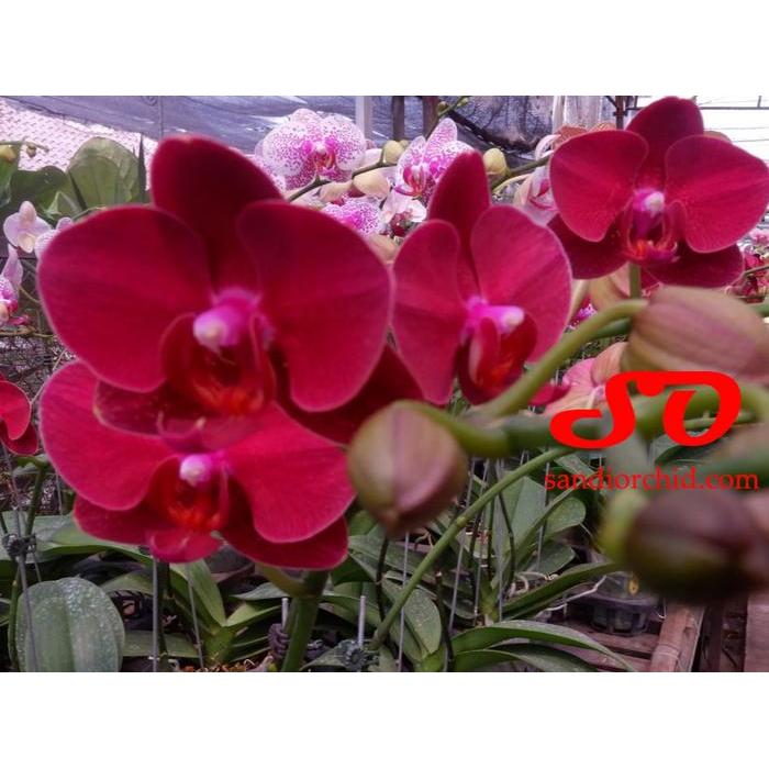 rsob- Anggrek Bulan Merah : Merahnya Anggrek, Hangatnya Pesona