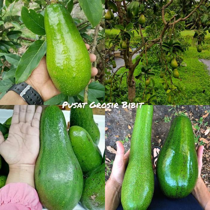 Bibit Alpukat Aligator - Alpukat Jumbo Cepat Berbuah