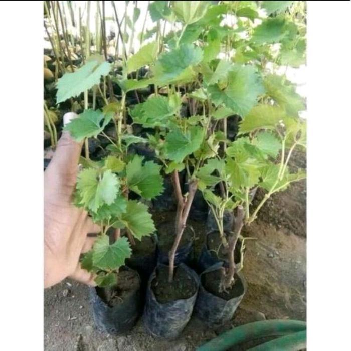 Lubis Gardening Tanaman Anggur Import Stek Batang - Pohon Anggur Import - Bibit Anggur