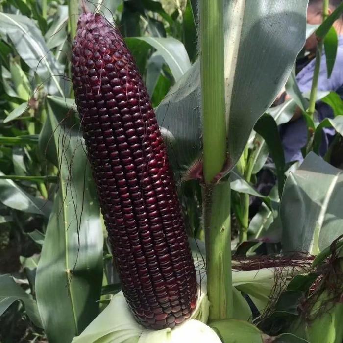Digazsin_ Jagung Ungu (Beli 3 Gratis 1) Benih Jagung Manis Ungu Thailand / Lezat, Lembut, Fleksibel