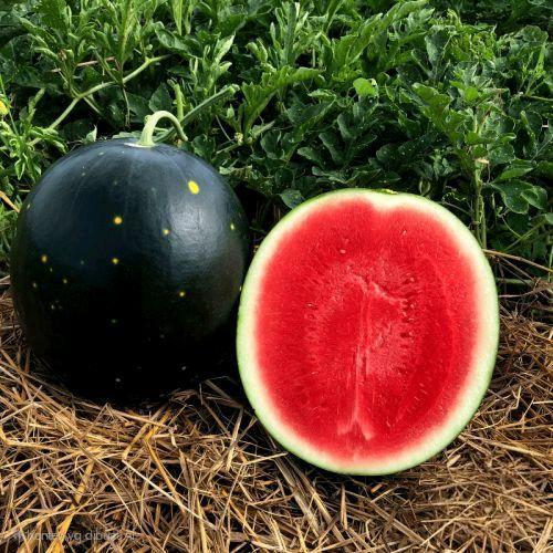 Digazsin_ (Kemasan Premium) Biji Benih Semangka Hitam Non Biji (Isi -+20 Butir)