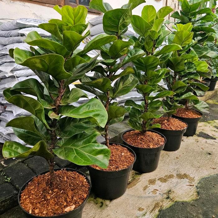 Ketapang Biola Daun Mini / Ketapang biola cantik / Fiddle Leaf Fig