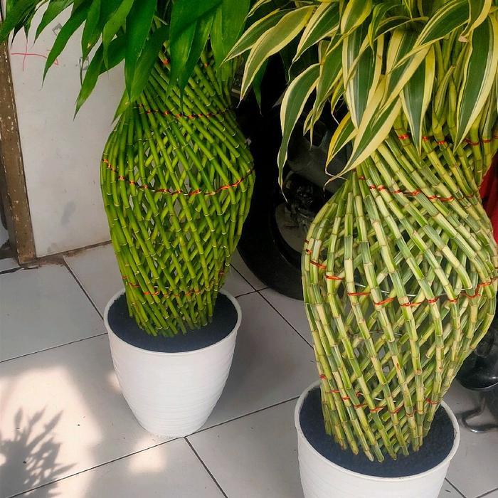 Lubis Gardening Tanaman Hias Bambu Hoki/Sri Rejeki Jumbo